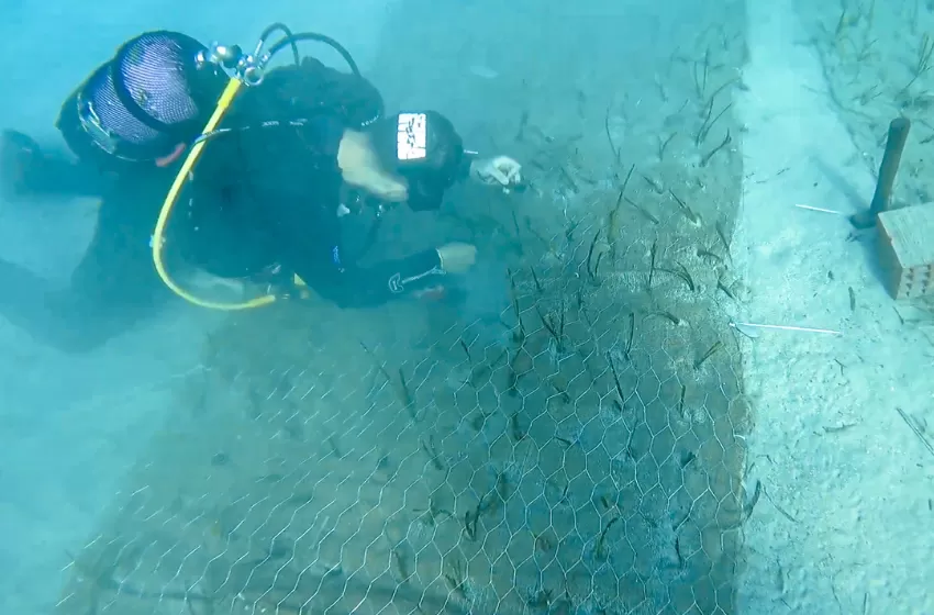  Göcek’te 2 bin yaşında deniz çayırı keşfedildi